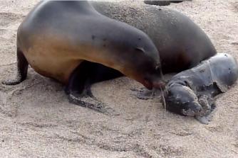 Fødsel af en sælunge på Galapagos